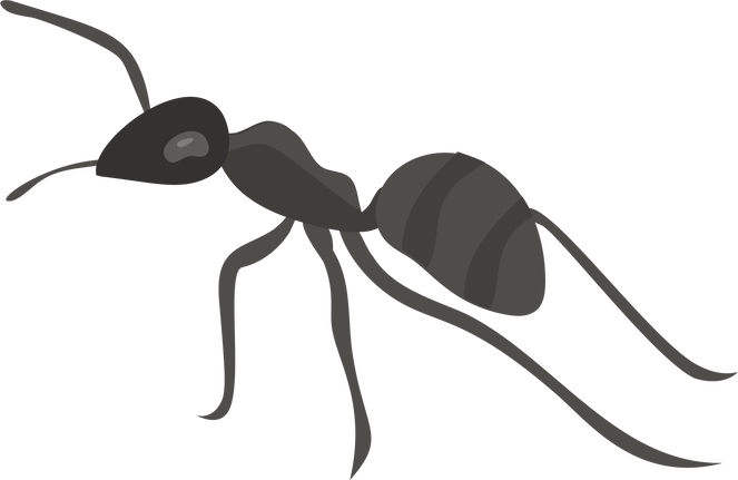 Обложка: Как муравьи решают проблемы коммивояжёров